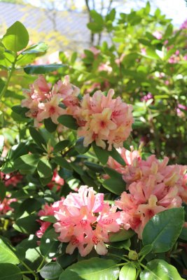 Rhododendron ponticum 'Goldflimmer' - rododendron - květy